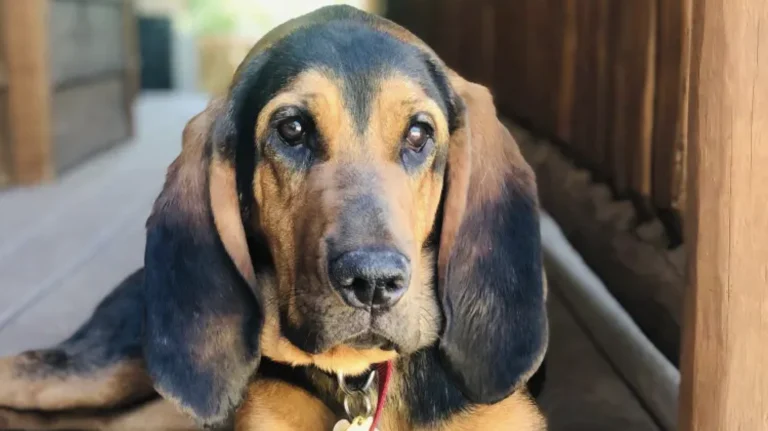 Mountains’ Humane Society, a dog-friendly local service in Big Bar, California